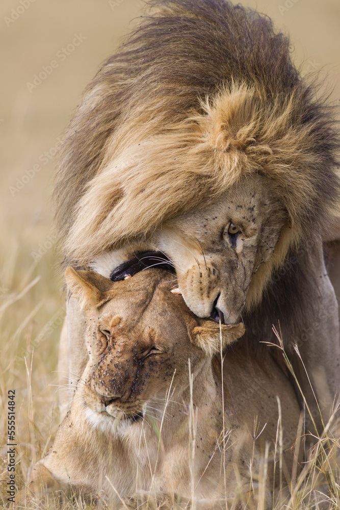 African lions (Panthera leo) mating, Maasai Mara National Reserve ...