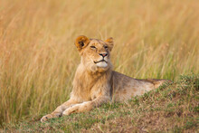 Young Male Lion (Panthera Leo), Maasai Mara National Reserve, Kenya