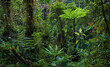 © Gerry - Tree ferns growing among the high diversity of other plants and trees in the tropical cloud forests of the Mindo region of Ecuador.