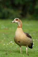 Egyptian Goose (Alopochen Aegyptiaca), Germany
