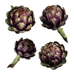 Wall Mural - Artichokes set fresh violet vegetable plants cutout close-up, raw food organic diet concept, clipping path