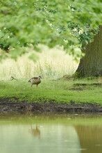 Close-up Of Egyptian Goose (Alopochen Aegyptiaca) On A Meadow In Early Summer, Wildpark Alte Fasanerie Hanau, Hesse, Germany