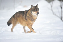 European Grey Wolf (canis Lupus) Walking In Snow In Winter, Bavarian Forest, Bavaria, Germany
