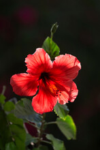 Close-up Of Hibiscus Flower