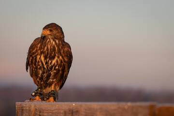 Poster - Hawk