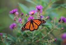 Close-up Of Monarch Butterfly