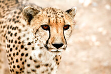 Close-up Of Cheetah, Damaraland, Namibia