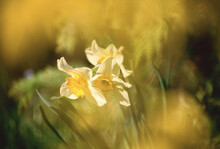Daffodils, New Brunswick, Canada