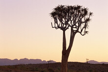 Silhouette Of Quiver Trees At Sunset Cape Province, South Africa
