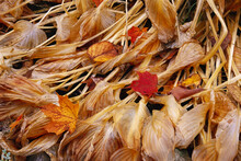 Dried Leaves On Ground, Shamper's Bluff, New Brunswick