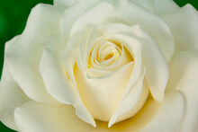 Close-up Of White Rose, Ottawa, Ontario, Canada