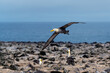 Galapagos Waved Albatross (Phoebastria irrorata) flying over volcanic rocks, Espanola Island, Galapagos national park, Ecuador.