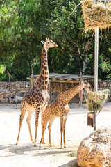 Wall Mural - Graceful giraffes in zoological park