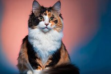 Front View Of A Fluffy Cat Facing The Camera Against A Blue Background. Young Calico Or Torbie Cat With Long Hair Sitting In Front Of A Colorful Background With Copy Space. Female Kitten Aged 10 Month