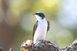 Tree Swallow in Profile

(Tachycineta bicolor) posed prim and proper on a gnarled old branch. Beautiful bokeh background 