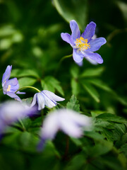 Wall Mural - Closeup of blooming purple anemonoides nemorosa flower in spring