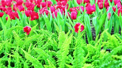 Wall Mural - Tulips and water droplets in the flowerbed making it look refreshing when watching, Chiang Mai Province.