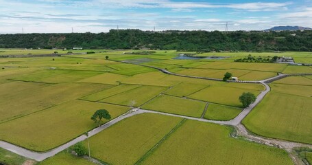 Wall Mural - Drone fly over rice field in Taichung Waipu