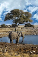 Wall Mural - Family of African elephants drinking at a waterhole in Etosha national park. Namibia, Africa.