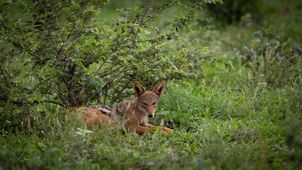 a black back jackal in green grass