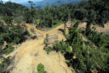 Wall Mural - Bulldozer at a conventional logging site in Borneo -- sabah_aerial_0666