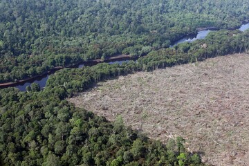 Wall Mural - Peat forest cleared for palm oil