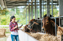 Asian Young Farmer Woman With Tablet Pc Computer And Cows In Cowshed On Dairy Farm. Agriculture Industry, Farming, People, Technology And Animal Husbandry Concept.