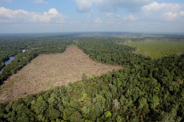 Wall Mural - Illegal deforestation for palm oil