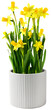 Yellow narcissus daffodil bunch with fresh green leaves in white ceramic pot isolated