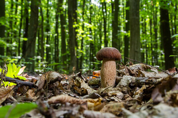 Boletus edulis or cep, edible wild mushroom in a forest