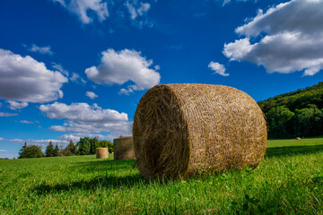 Rolls haystacks straw on field, harvesting wheat. Rural field with bales of hay. Landscape