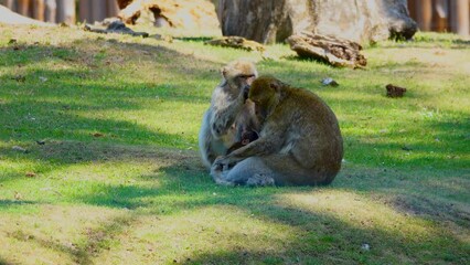 Poster - female monkey feeds the baby and looks for fleas from the male