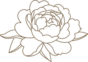 Peony flowers in line art style Contemporary floral design