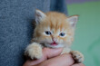 Adorable red kitten