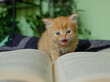 Red kitten is reading a book.
