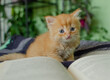 Red kitten is reading a book