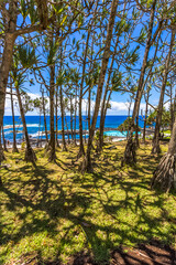 Sticker - Forêt de pandanus utilis, le Baril, Saint-Philippe, île de la Réunion 