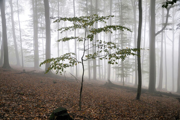 Poster - Nebel im Wald