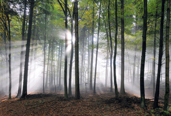 Sticker - Wald im Gegenlicht