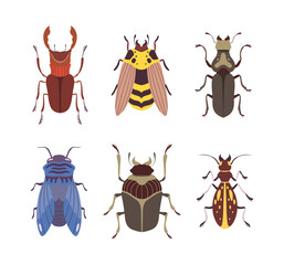 Canvas Print - Beetles and Bugs as Winged Crawling and Creeping Insect Vector Set