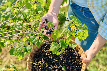 Wall Mural - Harvesting picking ripe blackcurrants in garden, basket with berries close-up