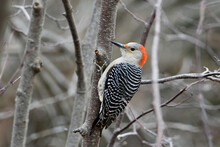 Female Red-bellied Woodpecker Sits Perched On The Side Of A Tree