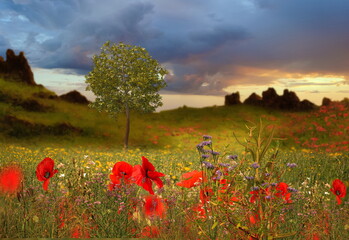  wild flowers and trees blue sky sunlight and mountain on front sea water sea beautiful nature landscape