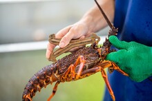 Live East Coast Rock Lobster Fishing In Australia. Crayfish On A Boat Caught In Lobster Pots