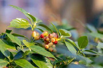 Wall Mural - Selective focus of green leaves and berry fruits of Aucuba japonica in the garden, Aucuba is a genus of three to ten species of flowering plants, now placed in the family Garryaceae, Nature background