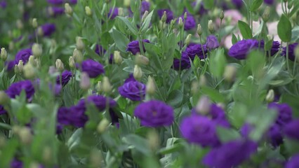 Canvas Print - purple violet Lisianthus flower plant field horticulture