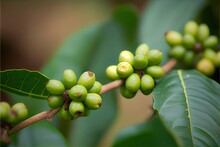 Green Coffee Bean Berry Plant Fresh Raw Seed Coffee
