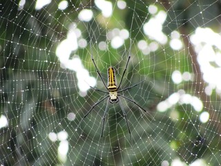 Yellow spider with his web