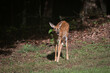 A young white tailed deer looking at the camera. Standing in green grass with trees in the background.