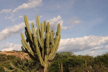 TREES AND VEGETATION OF THE CAATINGA BIOME IN NORTHEAST BRAZIL. CACTUS AND MANDACARU